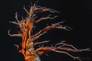 Bristlecone Pine, Patriarch Grove 2-3907 Bristlecone Pine, Patriarch Grove 2-3907